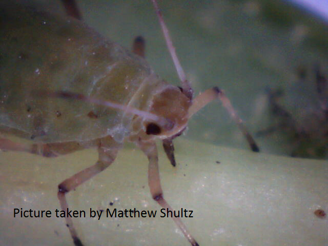 Aphid Feeding on Spirea
